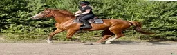 Hoppning hästar till salu: 4 årigt hoppsto - Annons 1