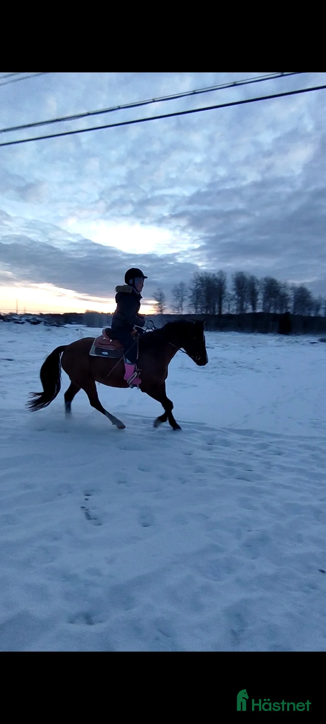 Allround hästar sökes: Äldre läromästare sökes (ponny eller storhäst) - Annons 7