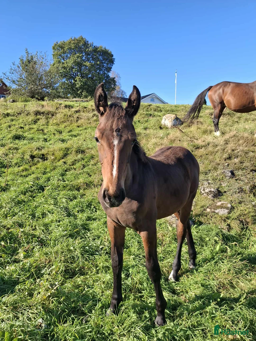 Hoppning hästar till salu: Stoföl med prestationsäker hopp stam! i Ullared - Annons 8