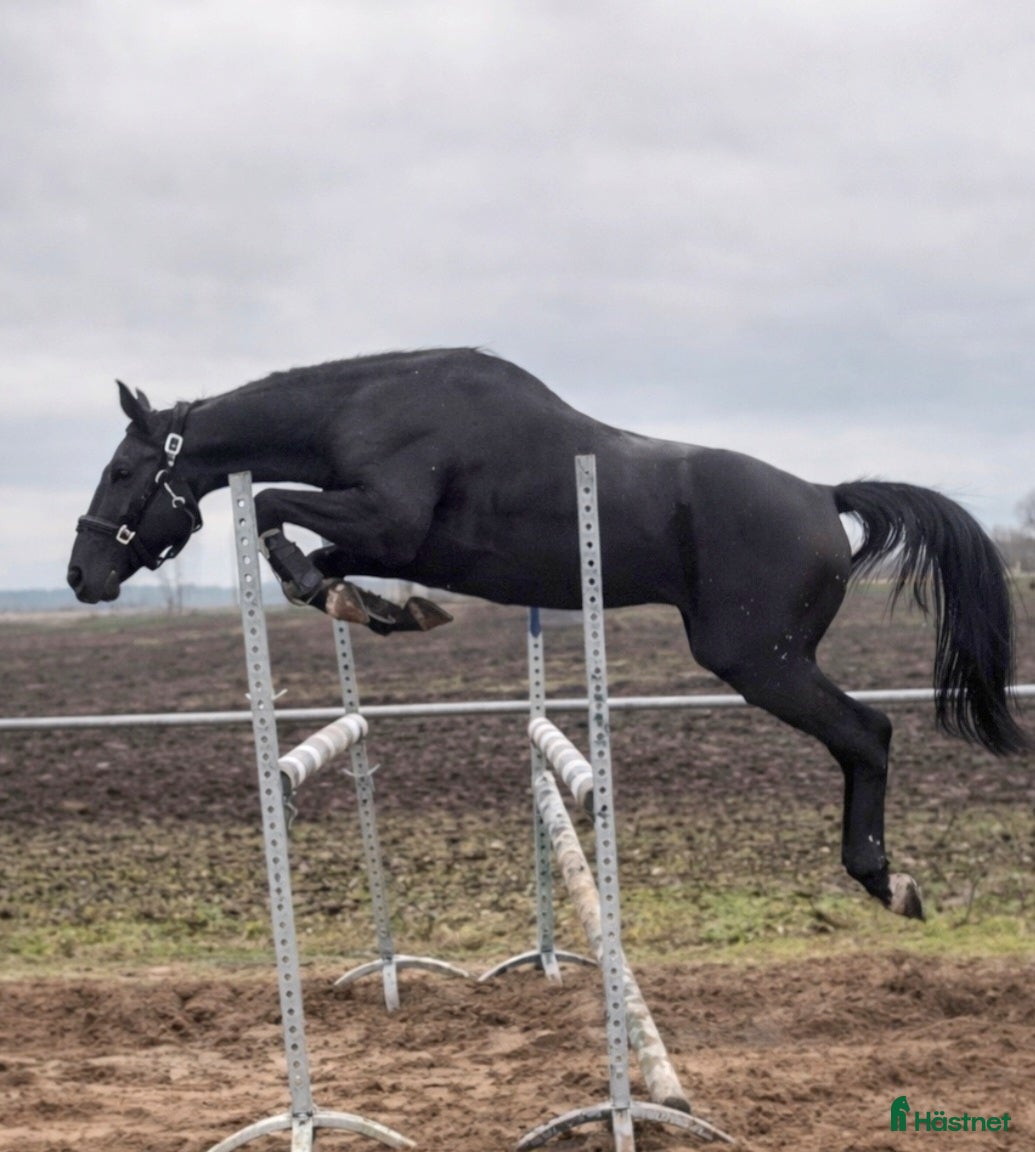  hästar Super sweet Allrounder for spring time - Annons 2