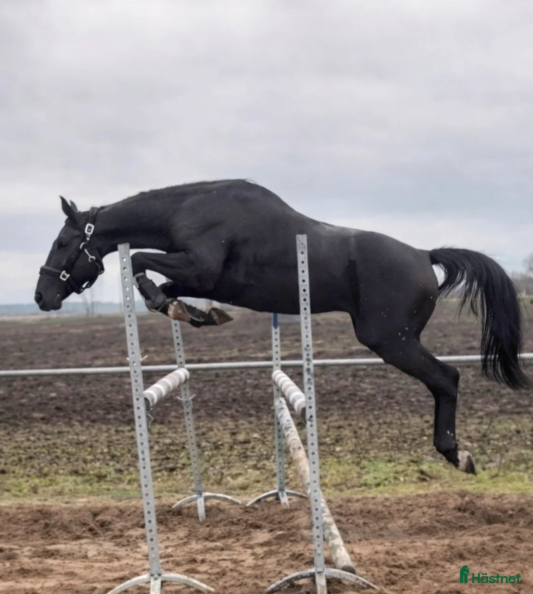 Allround hästar till salu: Super sweet Allrounder for spring time - Annons 2