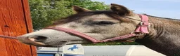 Allround hästar till salu: Welsh mountain sto  - Annons 3