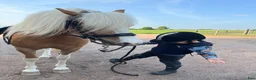 Allround hästar till salu: Snäll B ponny, fodervärd el ev till salu - Annons 1