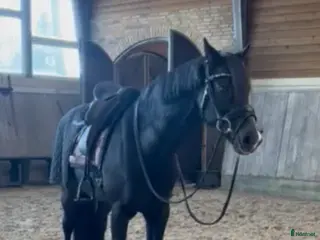 hästar Smuk Vallak - Annons 10