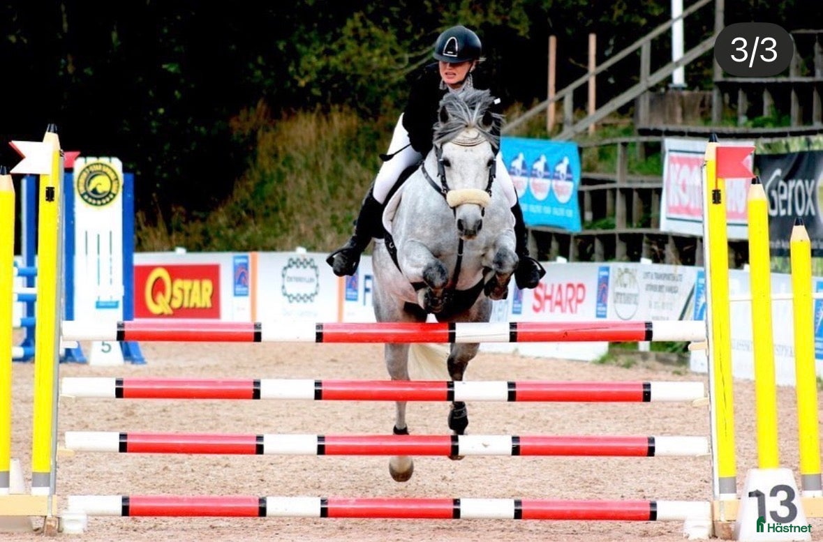  hästar Ponnyn som är en på miljonen ❤️‍🔥 i Karlstad - Annons 2