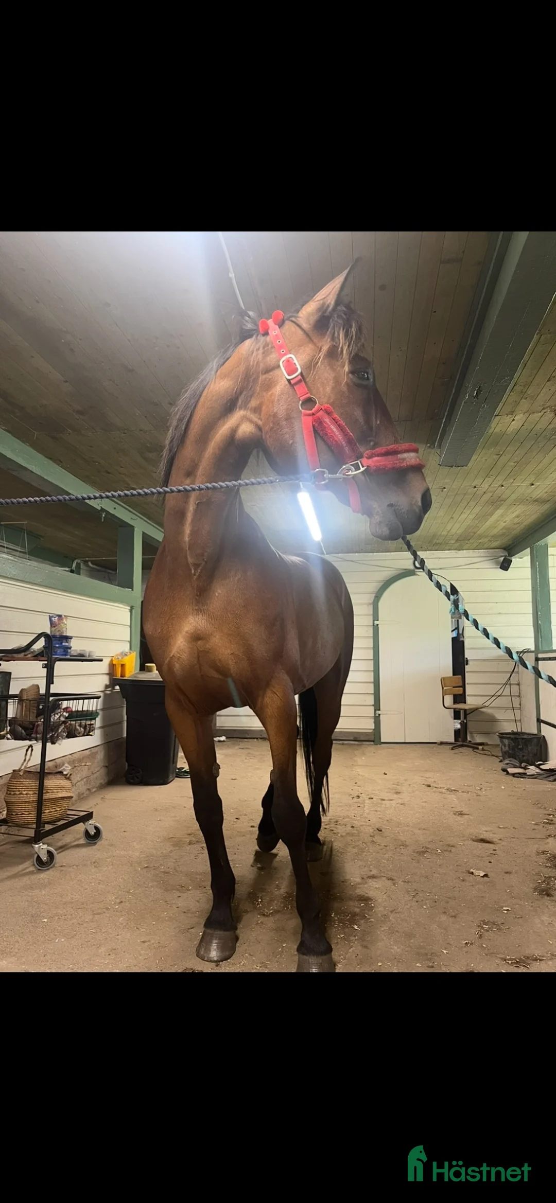 Allround hästar till salu: Världens snällaste sto!⭐️ i Vetlanda - Annons 2