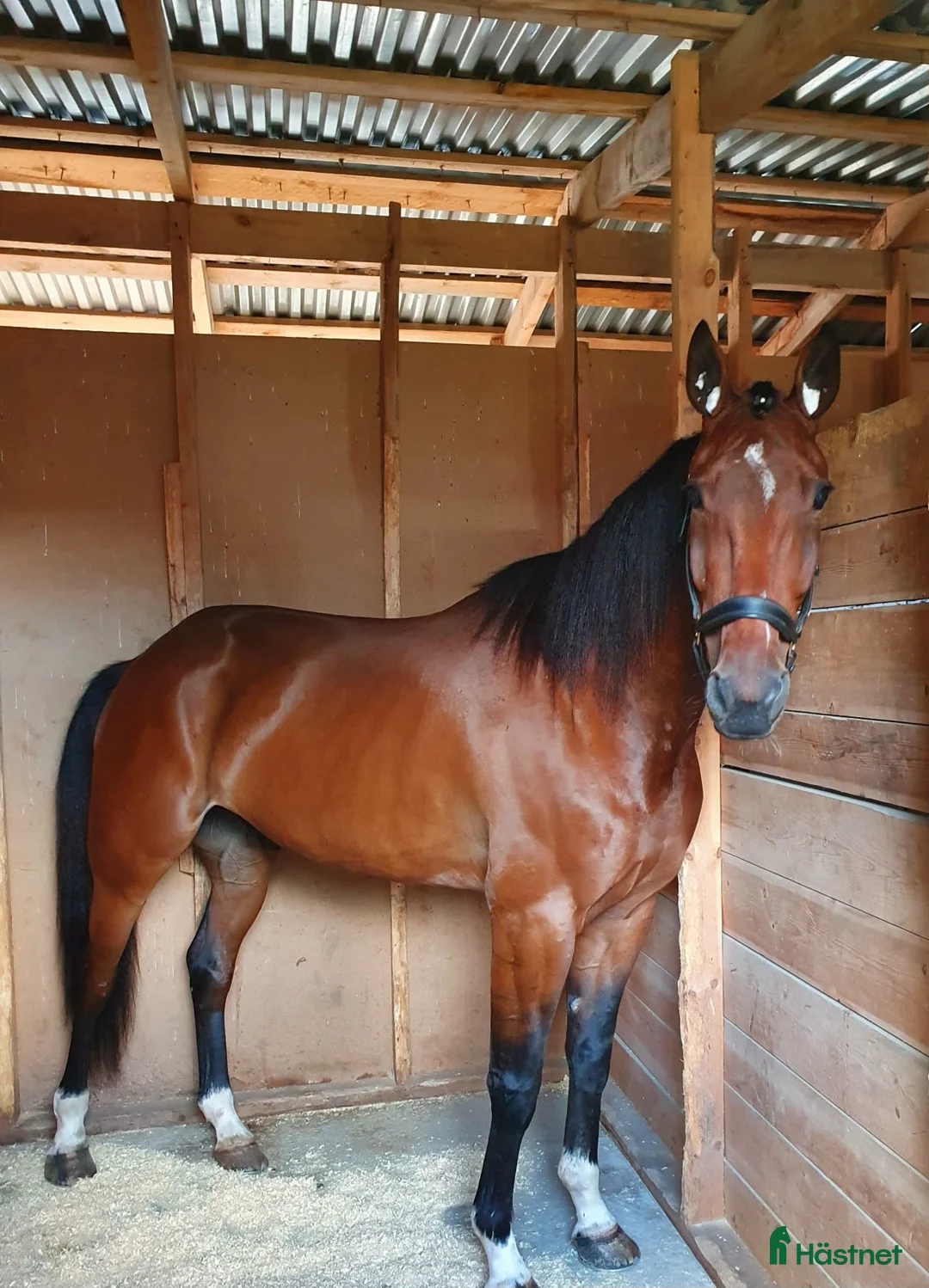 Allround hästar till salu: Genomsnäll valack ⭐️ - Annons 3