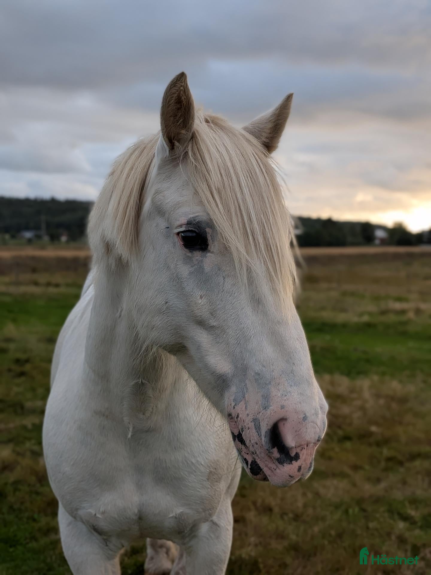 hästar Är du min nya kompis? - Annons 18