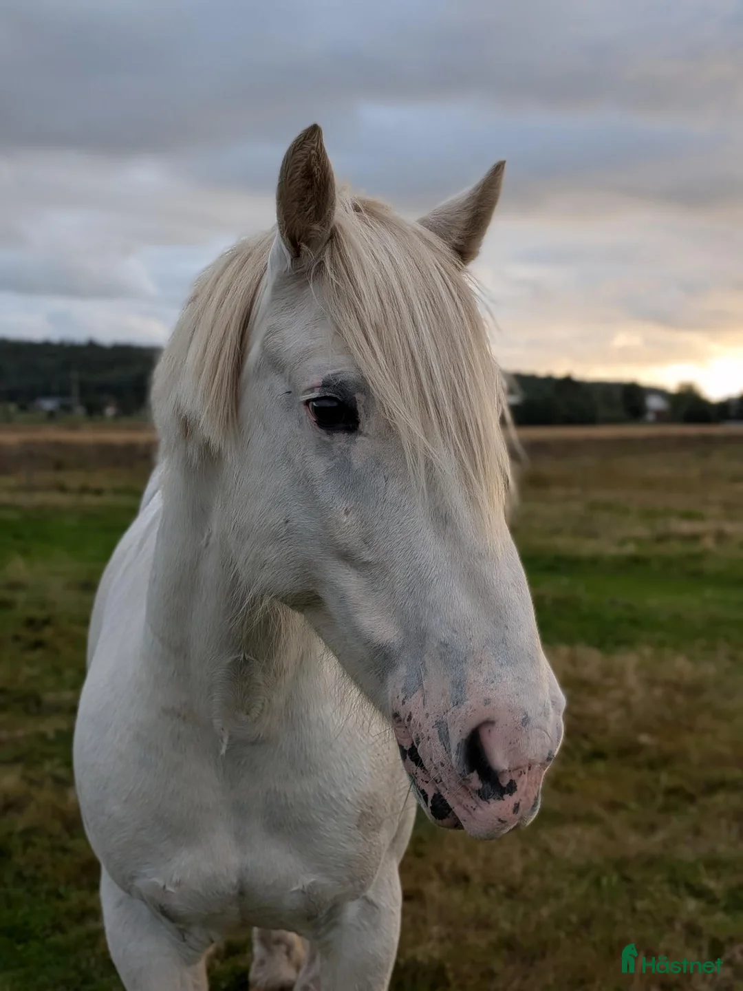Allround hästar till salu: Är du min nya kompis? - Annons 1