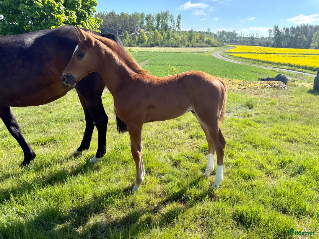 Hoppning hästar till salu: Vacker SWB Hingst - Annons 2