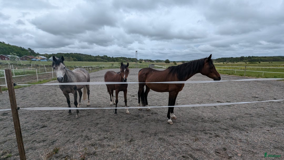  medryttarhäst finnes: Söker medryttare i Kärna - Annons 9