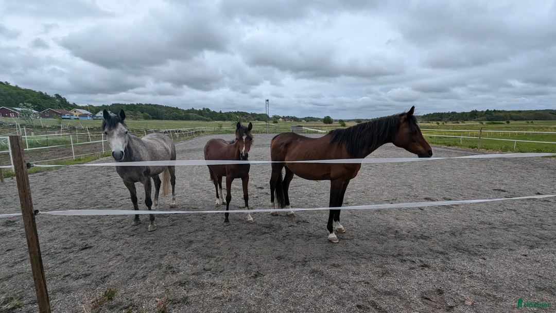  medryttarhäst finnes: Söker medryttare - Annons 9