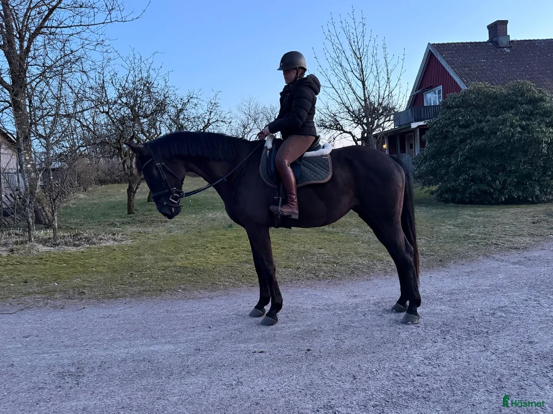 Allround hästar till salu: Vacker dressyrstammad hobbyhäst - Annons 1