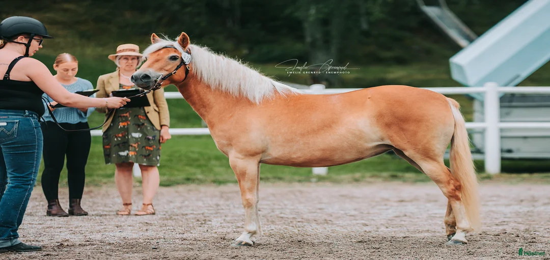 Galleribild {{count}}