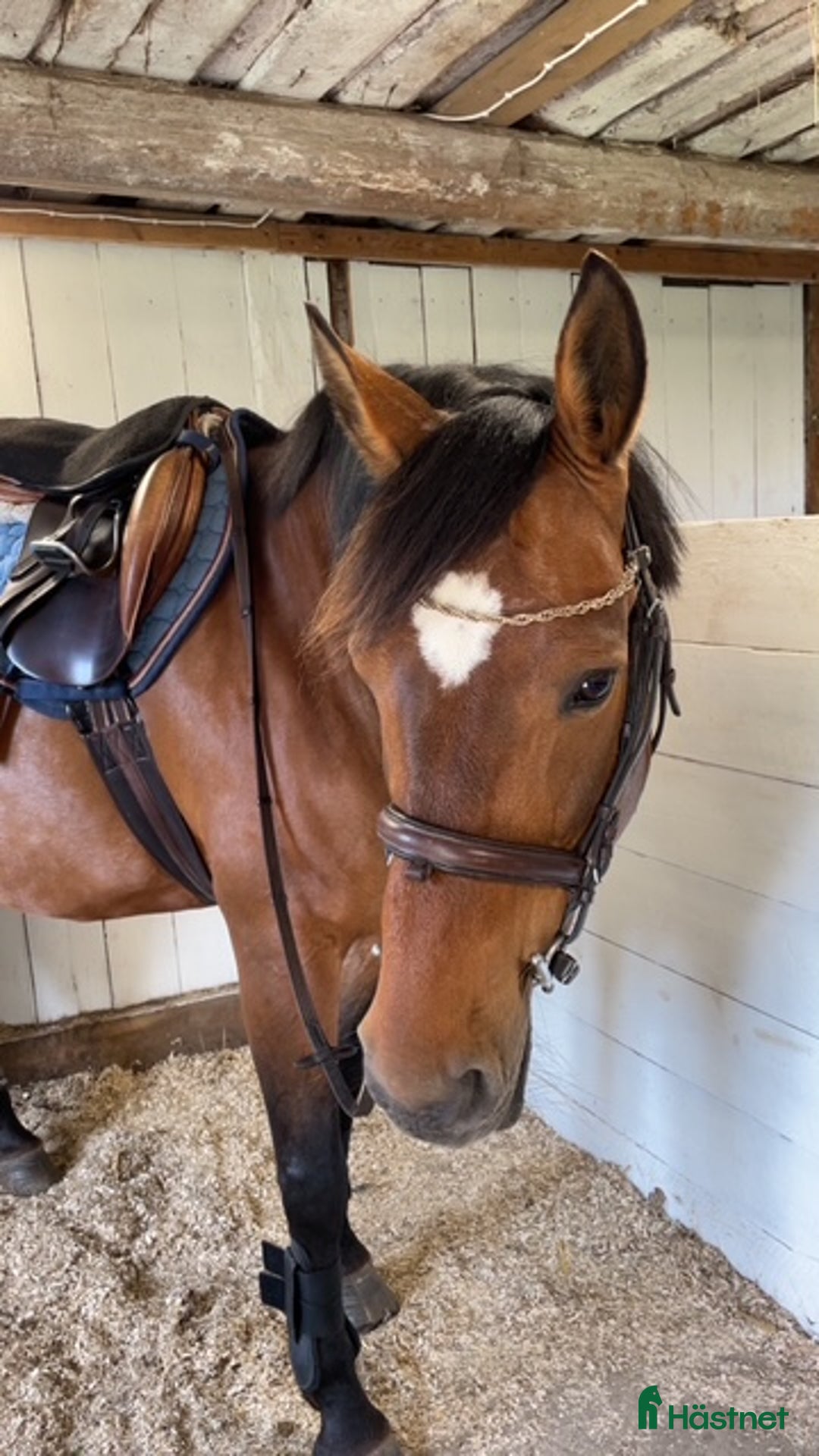 Övrigt hästar till salu: Tequilla och Bosse i Fridlevstad - Annons 4