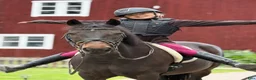 Övrigt hästar till salu: Reserverad !  Trygg, snäll och trevlig ponny - Annons 1