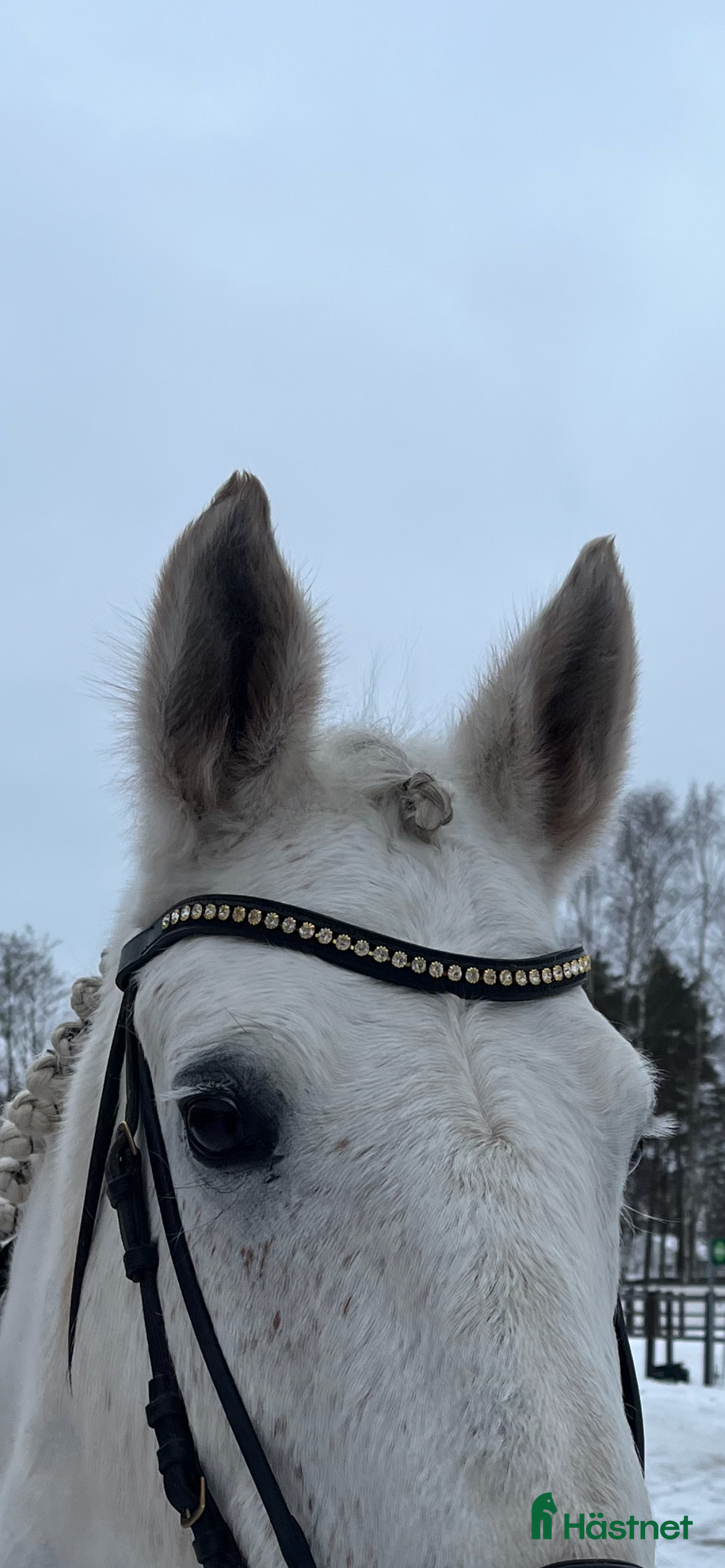 Träns hästutrustning till salu: Fairfield pannband  i Lidköping - Annons 16