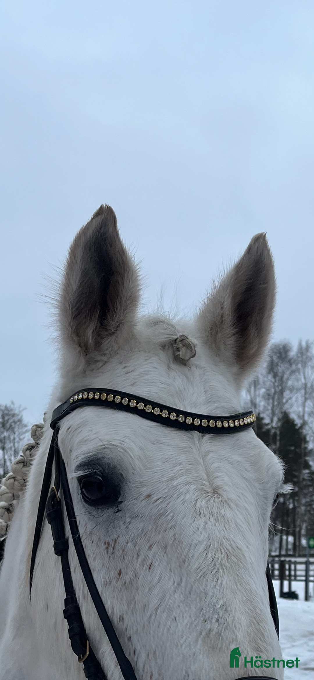 Träns hästutrustning till salu: Fairfield pannband  i Lidköping - Annons 1