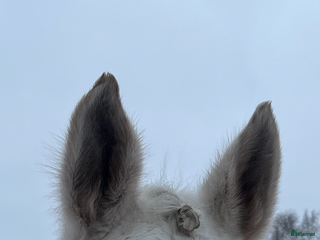 Träns hästutrustning till salu: Fairfield pannband i Lidköping - Annons 3