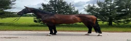 Allround hästar till salu: Gorgeous gelding  for dressage/Showjumping/hobby - Annons 1