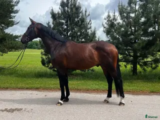 hästar Gorgeous gelding for dressage/Showjumping/hobby - Annons 11