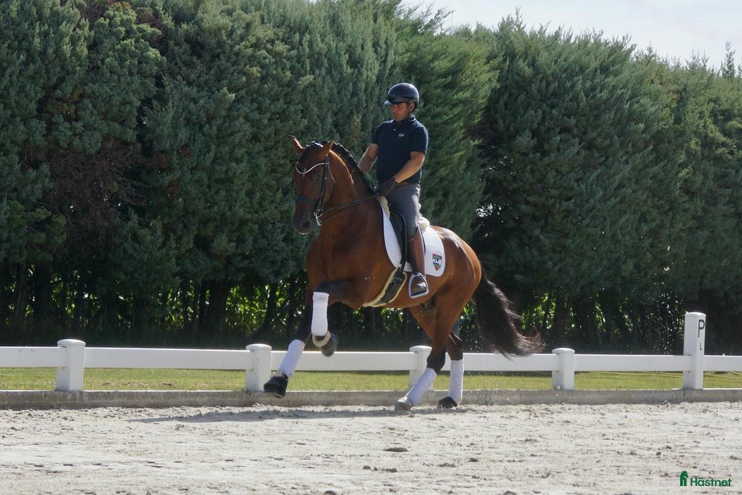 Dressyr hästar till salu: 9 årig CDE - Annons 1