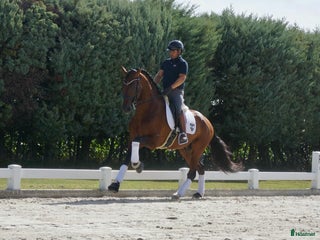 Dressyr hästar till salu: 9 årig CDE - Annons 1