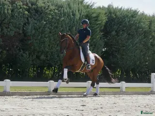 hästar 9 årig CDE - Annons 5