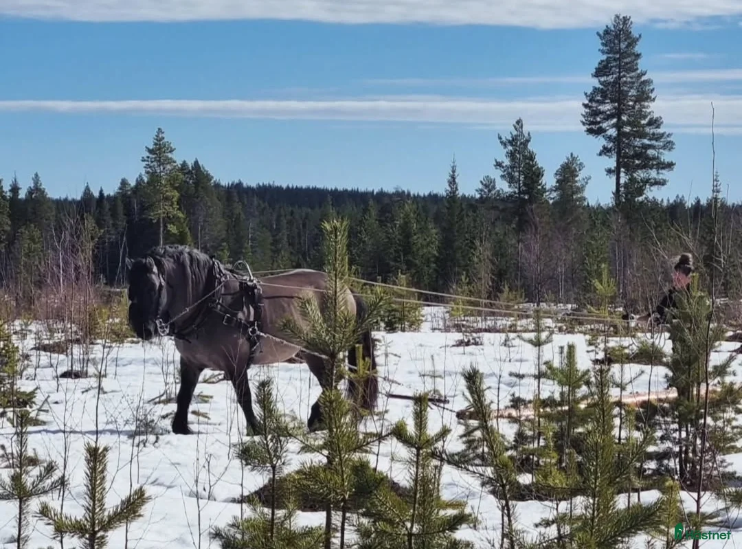 Avelshästar hästar till salu: Unik avelshingst med färgen musblack. - Annons 8