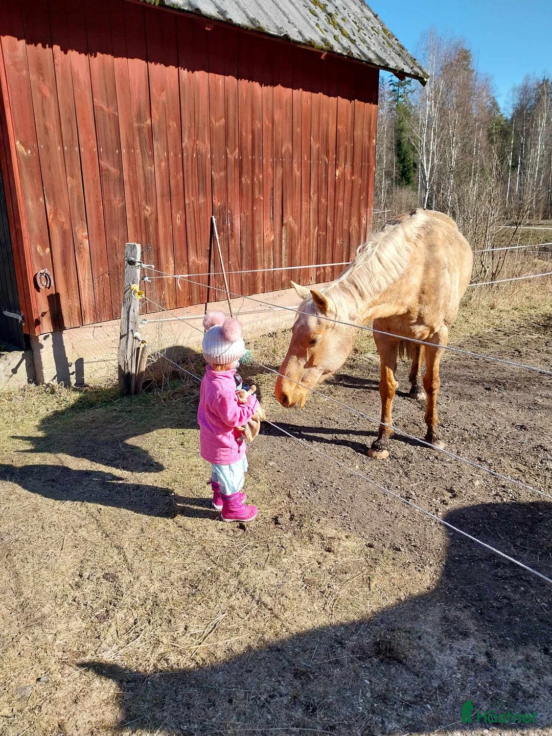  foderhäst finnes: Palamino sto utlånas för avel eller sällskap  i Eneryda - Annons 6