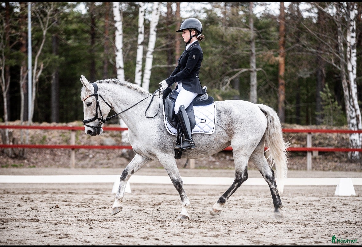  hästar Läromästare/Rosettplockare utlånas/foder - Annons 3