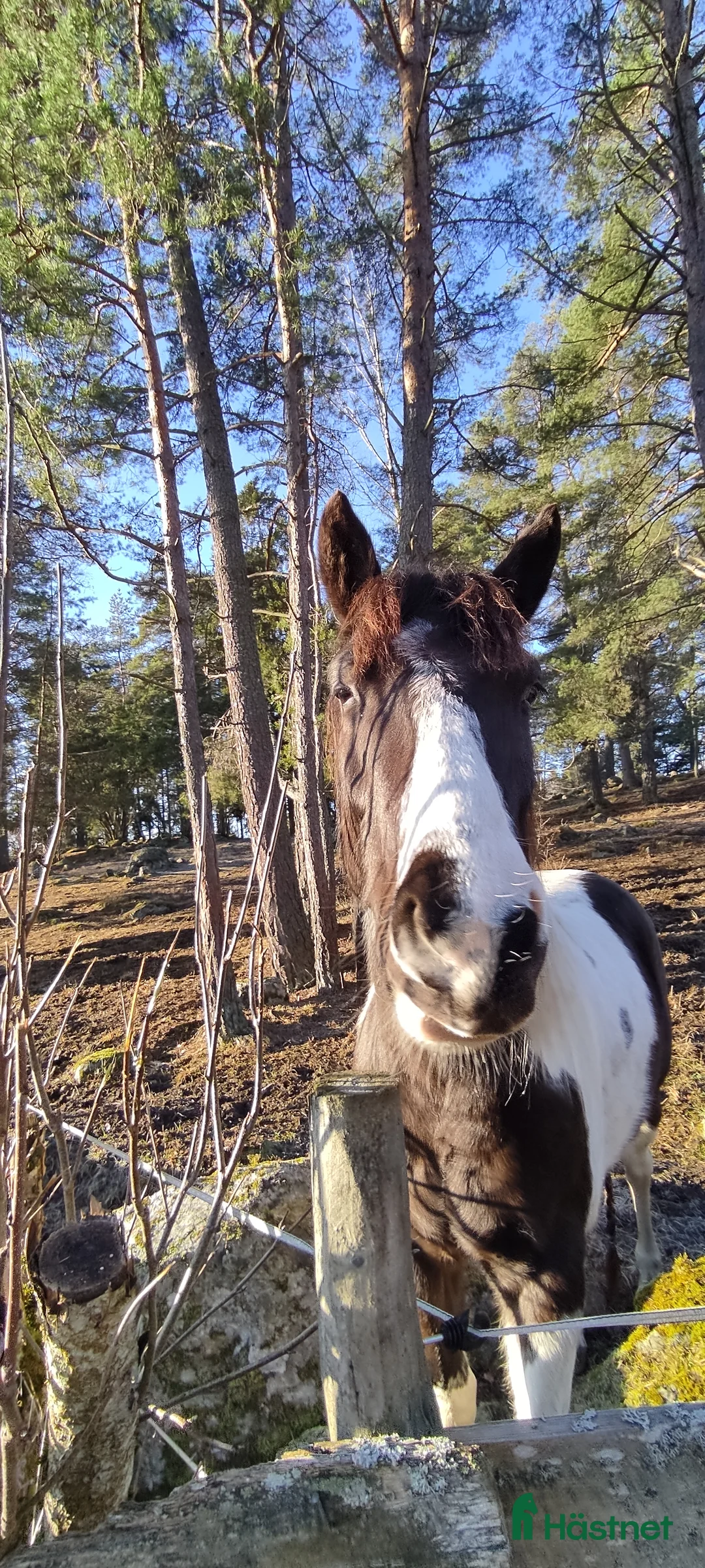 Allround hästar till salu: 5 årig paint mix med ett fantastiskt temperament ⭐ i Brottby - Annons 5