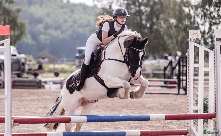  hästar i Alnö - Annons 11