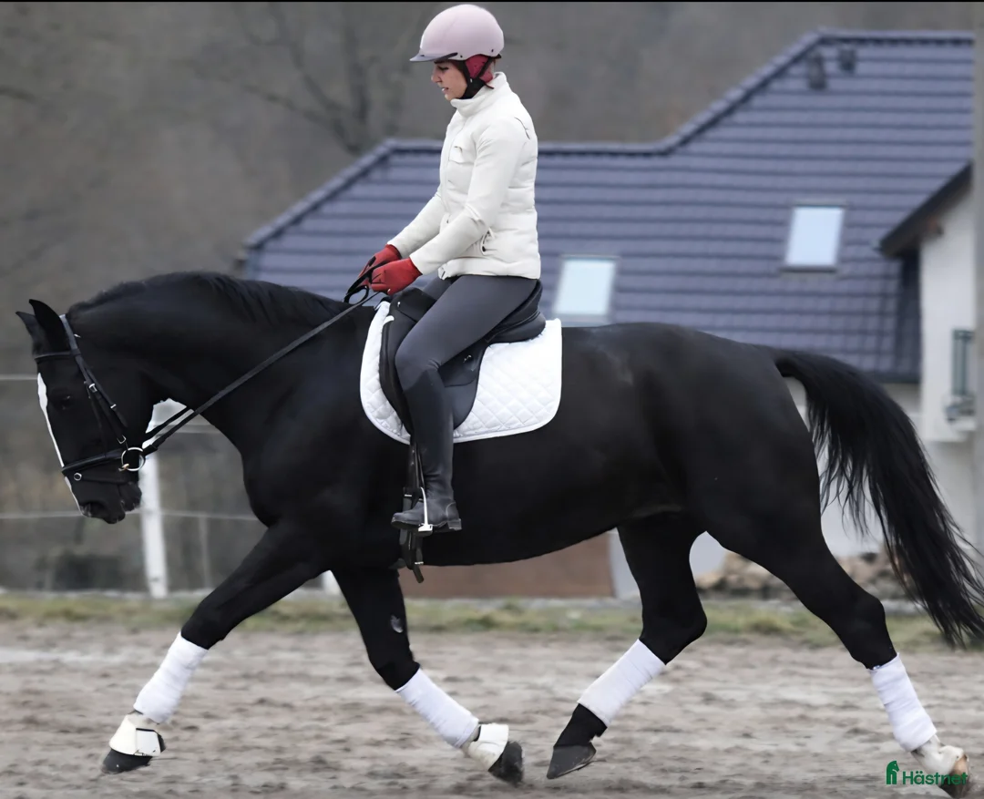 Allround hästar till salu: New Fantastic Silesian - perfect mover - Annons 1