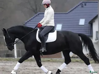 Allround hästar till salu: New Fantastic Silesian - perfect mover - Annons 4