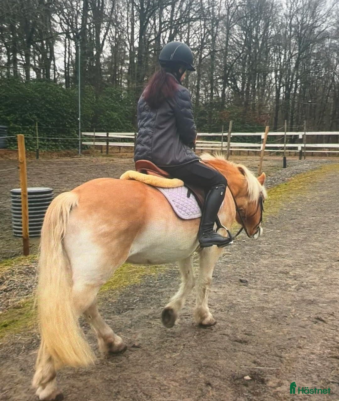  medryttarhäst sökes: Medryttarhäst sökes i Gothenburg - Annons 17