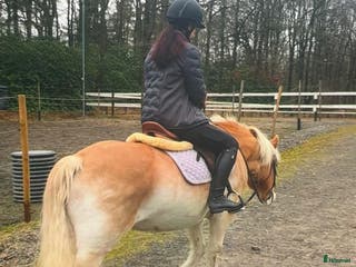 medryttarhäst sökes: Medryttarhäst sökes i Göteborg - Annons 1