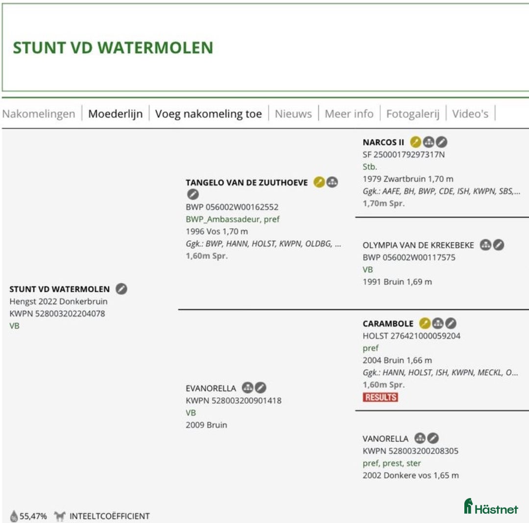 Hoppning hästar till salu: Svårklassämne med topstam!! - Annons 4