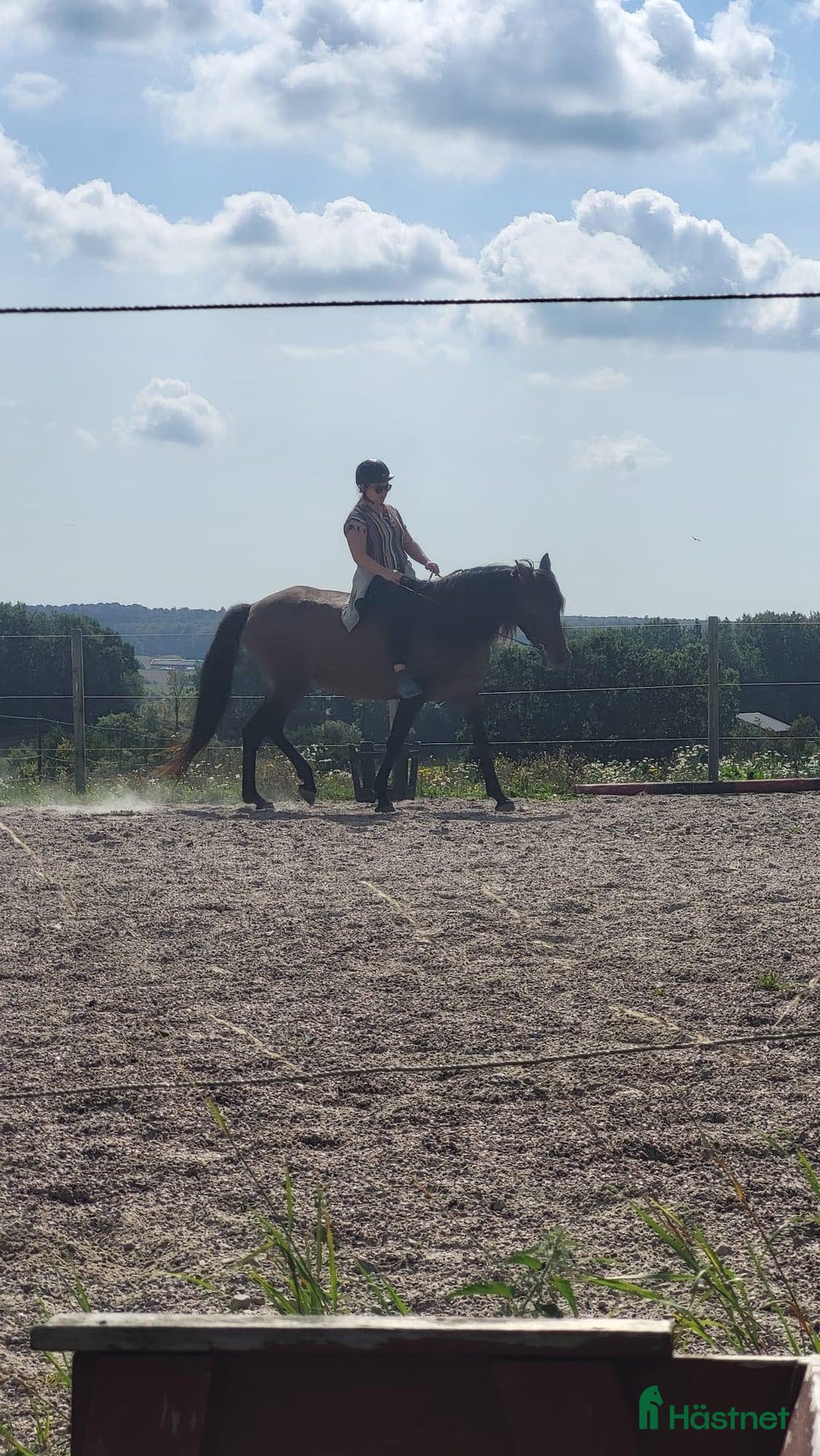 Allround hästar till salu: Trygga vackra Donna❤️ i Sjöbo - Bild 6