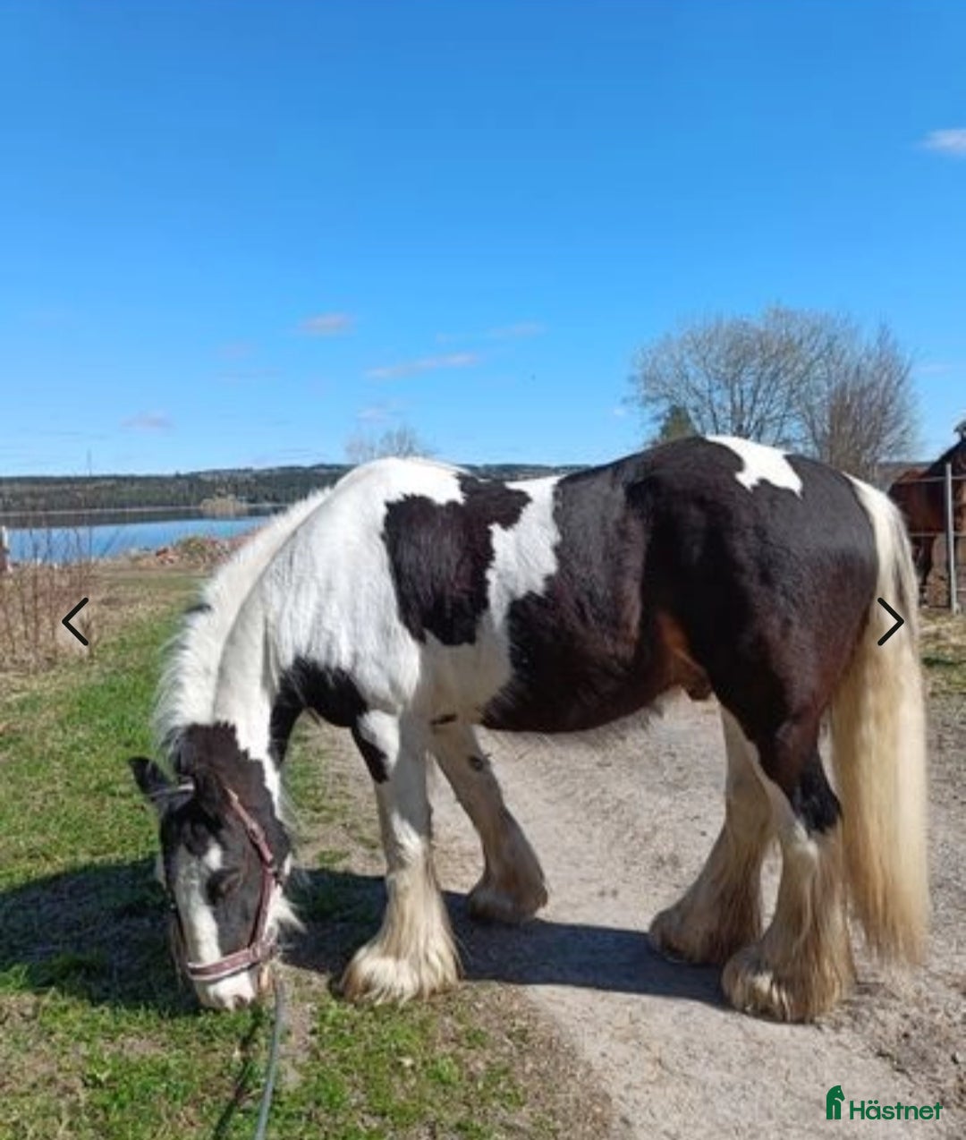  medryttarhäst finnes: Medryttare sökes i Brunflo - Annons 2