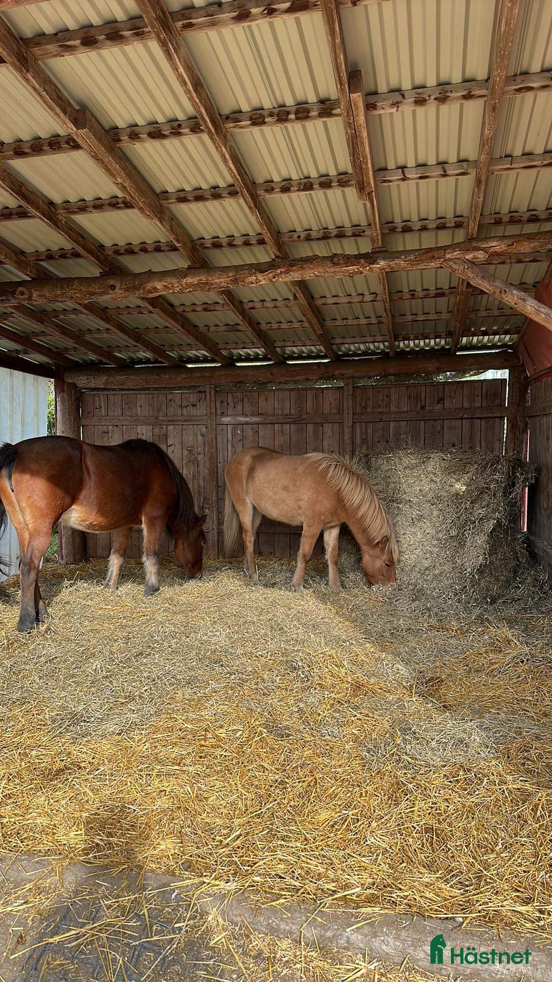  stallplats finnes: Lösdriftsplats gärna islandshäst eller unghäst i Örsundsbro - Annons 5
