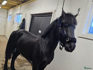 hästar Stilig halv Friser i Nyköping - Annons 11