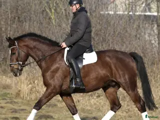 hästar Positive dressage and driving Allrounder - Annons 12