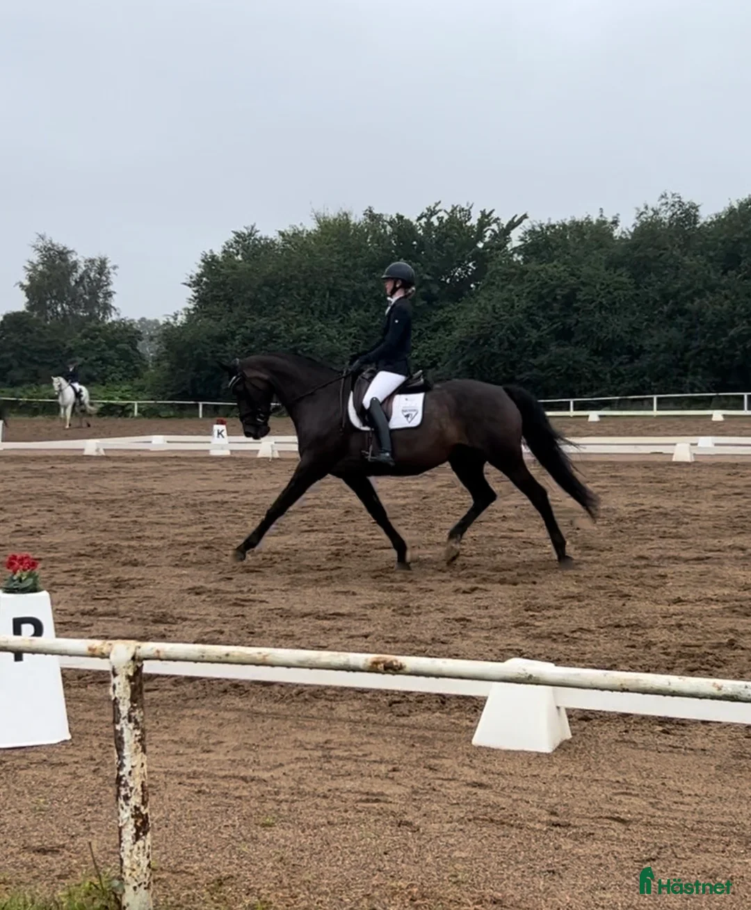Dressyr hästar till salu: Fint SWB-sto  - Annons 4