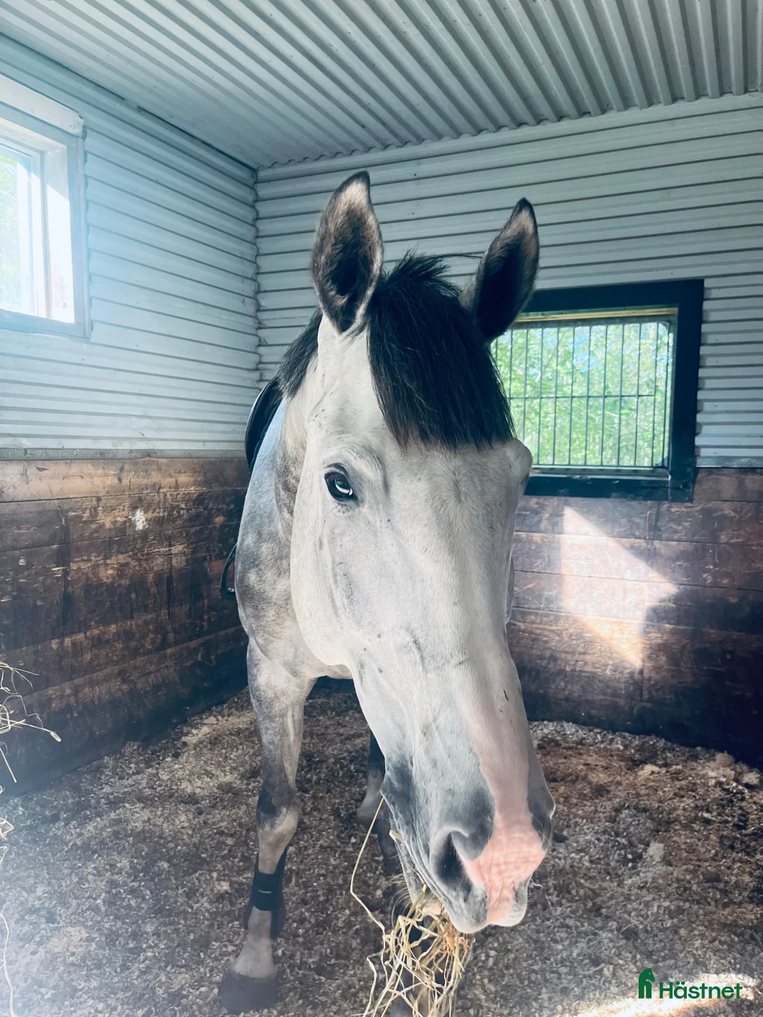 Hoppning hästar till salu: Talangfull hopphäst till salu! - Annons 1