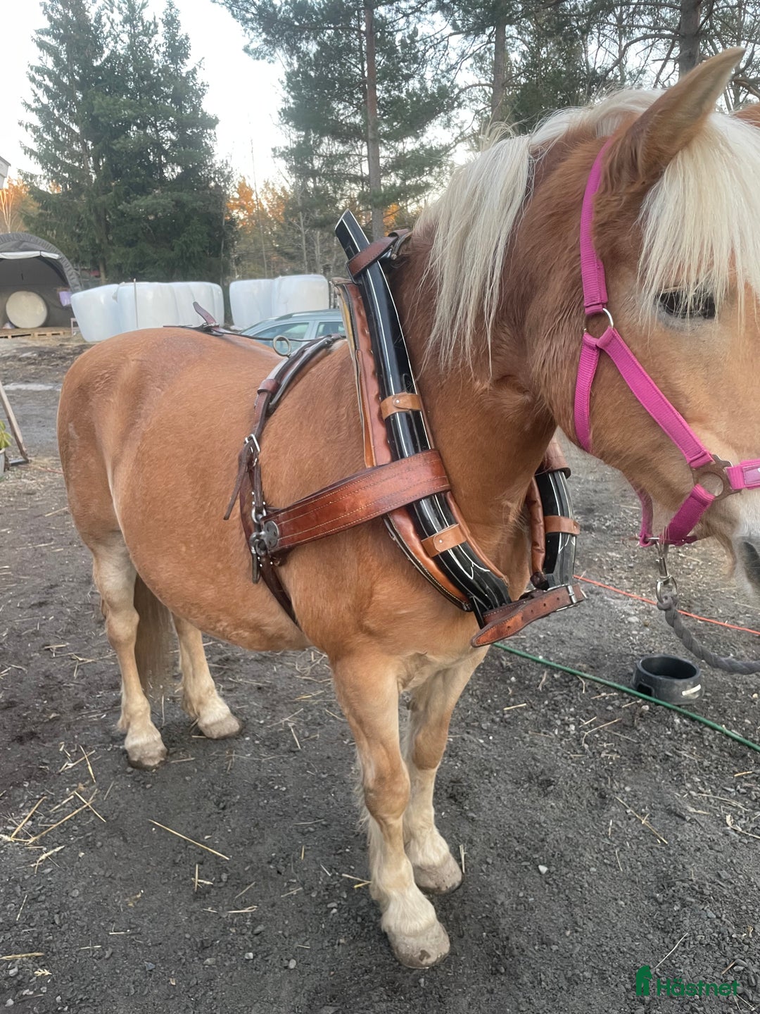 Körselar körning till salu: Loksele i Riala - Annons 2