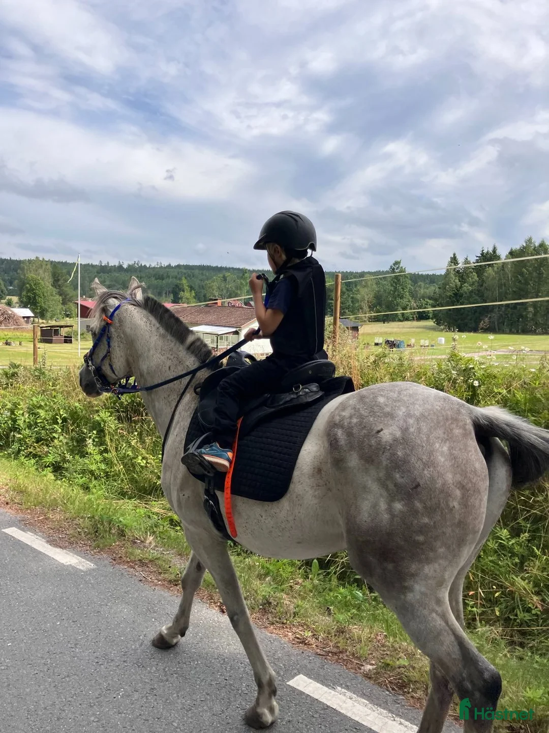 Allround hästar till salu: Snäll valack , d-ponny i Åsbro - Annons 2