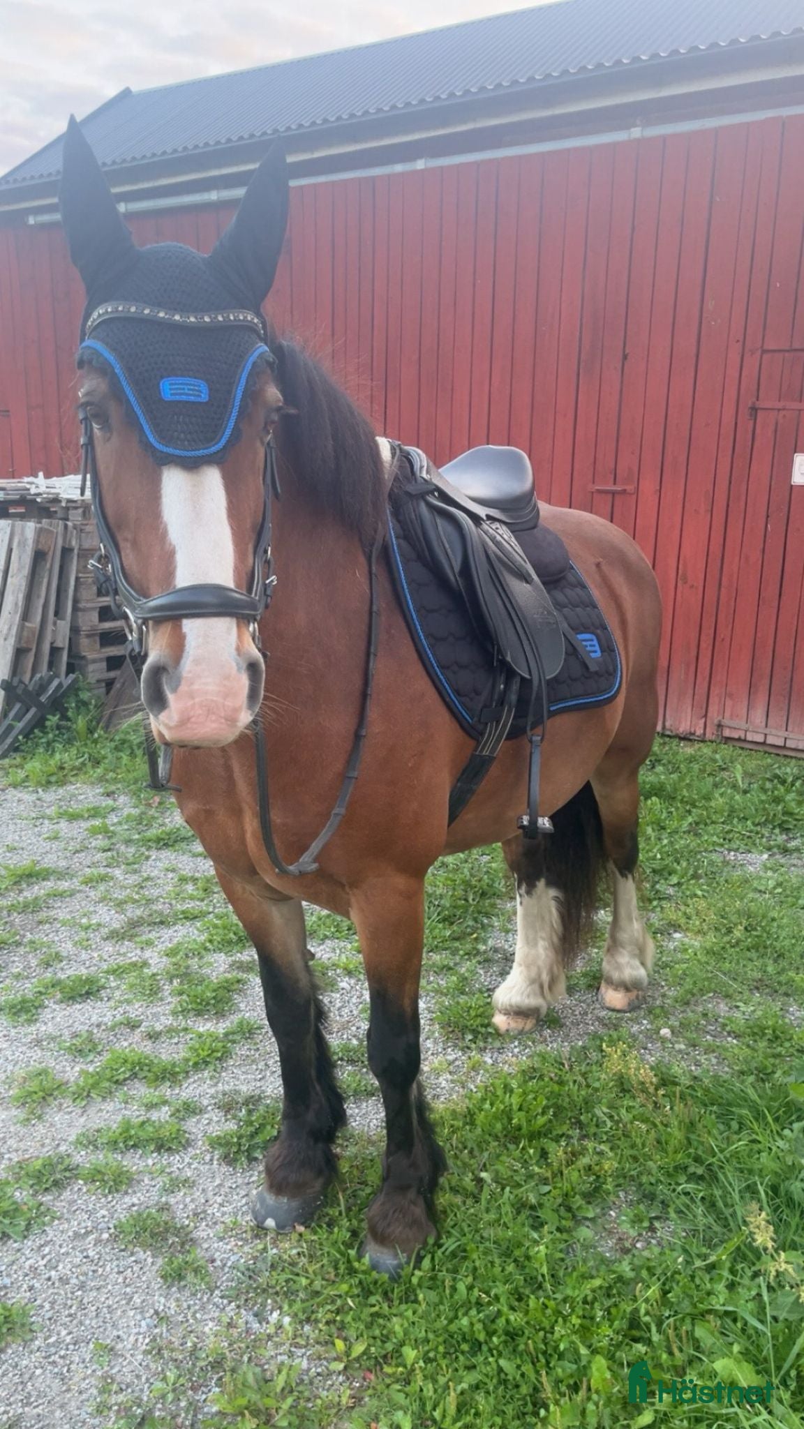  hästar Maxad C-ponny - Annons 5