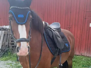 hästar Maxad C-ponny - Annons 4