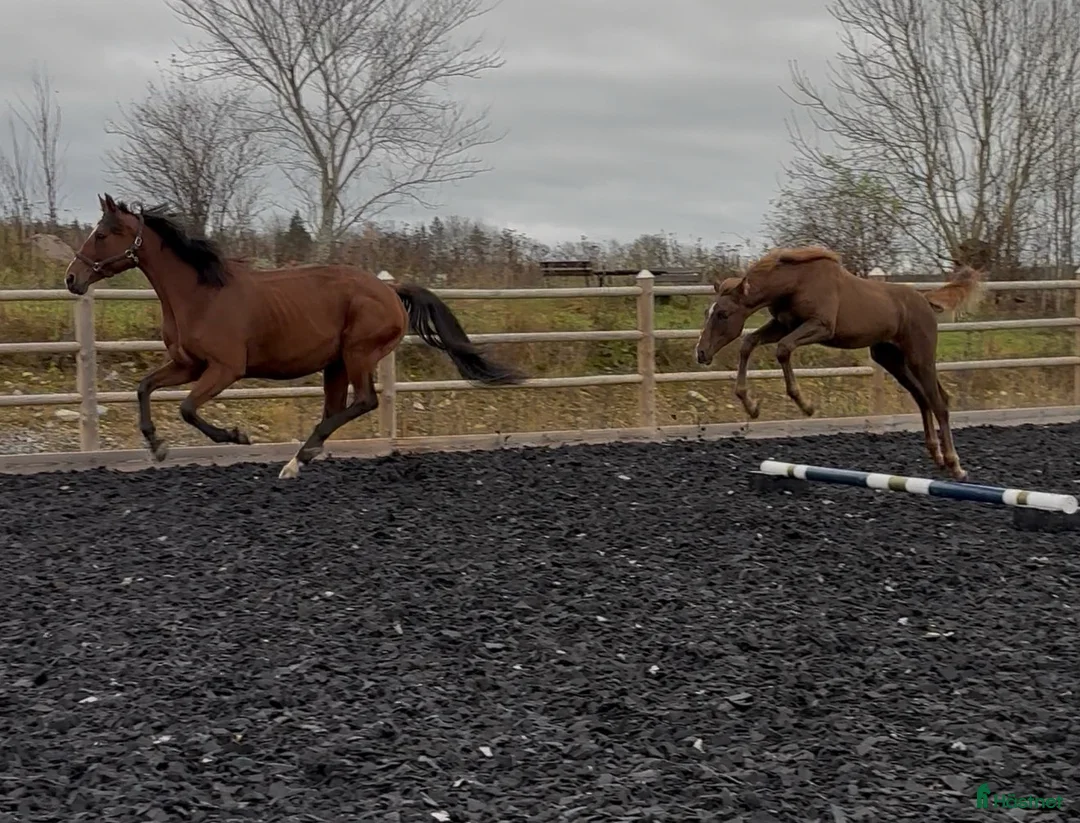 Dressyr hästar till salu: Åring med power för dressyr  - Annons 6